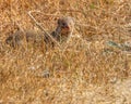 an Indian grey mongoose in a field