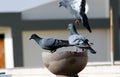 Gray indian pigeon group is drinking water in a pot