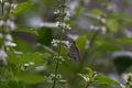 White butter perched on flowers