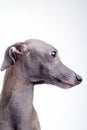 Gray Italian greyhound