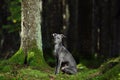 Gray Italian Greyhound dog Royalty Free Stock Photo