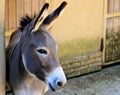 Gray Italian Sardinian Donkey