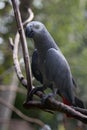 Gray Jaco parrot with red tail.