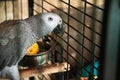 Gray Jaco parrot (Psittacus erithacus) perched atop a bowl inside a cage