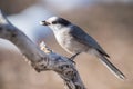 Gray Jay in Adult Pelage Royalty Free Stock Photo