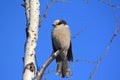 Gray Jay in a Birch Tree