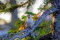 Gray Jay Bird Curiously Looking at Camera from Tree Royalty Free Stock Photo