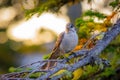 Gray Jay Bird Curiously Looking at Camera from Tree Royalty Free Stock Photo
