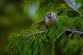 Gray Jay Bird Curiously Looking at Camera from Tree Royalty Free Stock Photo
