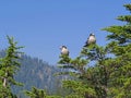 Gray Jay (Perisoreus canadensis