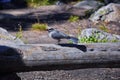 Gray Jay PERISOREUS CANADENSIS bird widespread of the boreal and subalpine coniferous forests of North America stealing food fro