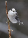 Gray Jay Perisoreus canadensis perched on branch in Algonquin Park, Canada Royalty Free Stock Photo