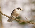 Gray Jay Photo and Image. perched on a tree branch displaying grey and white plumage in its environment. Jay Bird Picture