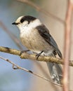 Gray Jay Photo and Image. Perched on a tree branch displaying grey and white plumage in its environment. Jay Bird Picture