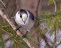 Gray Jay Photo and Image. perched on a tree branch displaying grey and white plumage in its environment. Jay Bird Picture