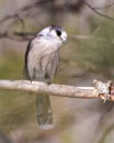 Gray Jay Photo and Image. Perched on a tree branch displaying grey and white plumage in its environment. Jay Bird Picture