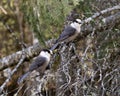 Gray Jay photo stock. Grey Jay couple close-up profile view perched on a tree branch in their environment and habitat, displaying Royalty Free Stock Photo