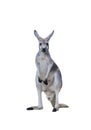 Gray kangaroo Royalty Free Stock Photo