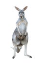 Gray kangaroo Royalty Free Stock Photo