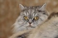 Gray , kawaii, cute, fluffy Scottish Highland Straight Longhair Cat with big orange eyes and long mustache in bed at home