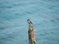 Grey kingbird, Tyrannus dominicensis. CuraÃÂ§ao, Lesser Antilles, Caribbean Royalty Free Stock Photo
