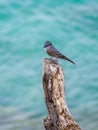 Grey kingbird, Tyrannus dominicensis. CuraÃÂ§ao, Lesser Antilles, Caribbean Royalty Free Stock Photo