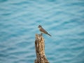 Grey kingbird, Tyrannus dominicensis. CuraÃÂ§ao, Lesser Antilles, Caribbean Royalty Free Stock Photo