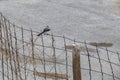 Gray Kingbird white flycatcher tropical bird birds caribbean nature Mexico