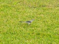 Gray Kingbird white flycatcher tropical bird birds caribbean nature Mexico