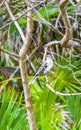 Gray Kingbird white flycatcher tropical bird birds caribbean nature Mexico