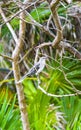 Gray Kingbird white flycatcher tropical bird birds caribbean nature Mexico