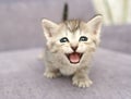 Gray kitten Royalty Free Stock Photo