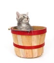 Gray kitten in apple basket Royalty Free Stock Photo