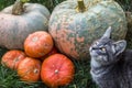 Gray kitten on background of orange pumpkins. Cat and pumpkin. Royalty Free Stock Photo