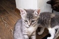 A gray kitten basks in the sun in the room