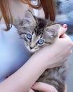 A gray kitten with big blue eyes in the hands of a girl in close-up. Royalty Free Stock Photo