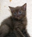 Gray kitten with big scared eyes Royalty Free Stock Photo