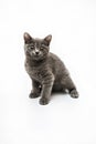 Gray kitten with big surprised eyes isolated Royalty Free Stock Photo