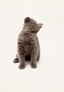 gray kitten with big surprised eyes isolated Royalty Free Stock Photo