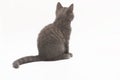 Gray kitten with big surprised eyes isolated Royalty Free Stock Photo