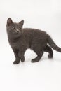 Gray kitten with big surprised eyes isolated Royalty Free Stock Photo