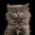 Gray Kitten on Black Background