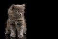 Gray Kitten on Black Background Royalty Free Stock Photo