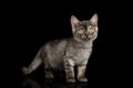 Gray Kitten on Black Background Royalty Free Stock Photo