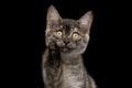 Gray Kitten on Black Background Royalty Free Stock Photo