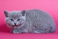 Gray kitten blue cat