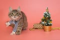 Gray kitten in a blue scarf next to Christmas accessories Royalty Free Stock Photo