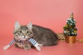 Gray kitten in a blue scarf next to Christmas accessories Royalty Free Stock Photo