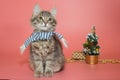 Gray kitten in a blue scarf next to Christmas accessories Royalty Free Stock Photo