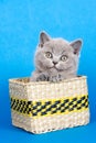 Gray kitten brit in box on blue Royalty Free Stock Photo